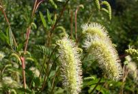  Sanguisorba dodecandra