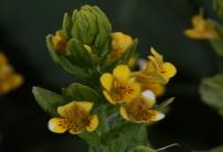 Tozzia alpina