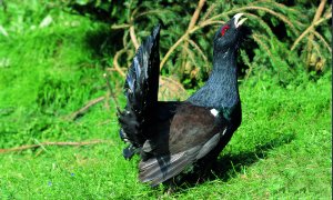 gallo cedrone