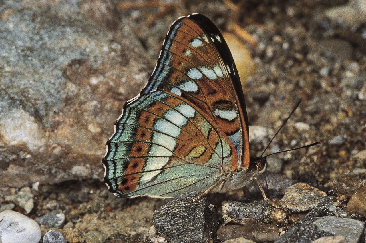 farfalla
