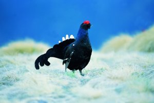 gallo forcello