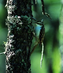rampichino alpestre