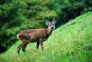 capriolo