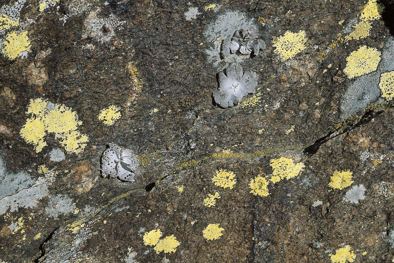 lichene