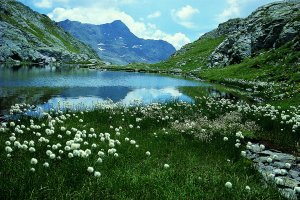 Pennacchi di Scheuchzer