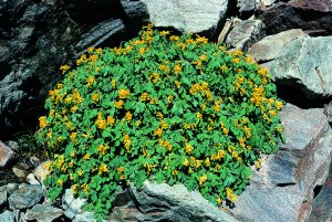Colombina gialla
