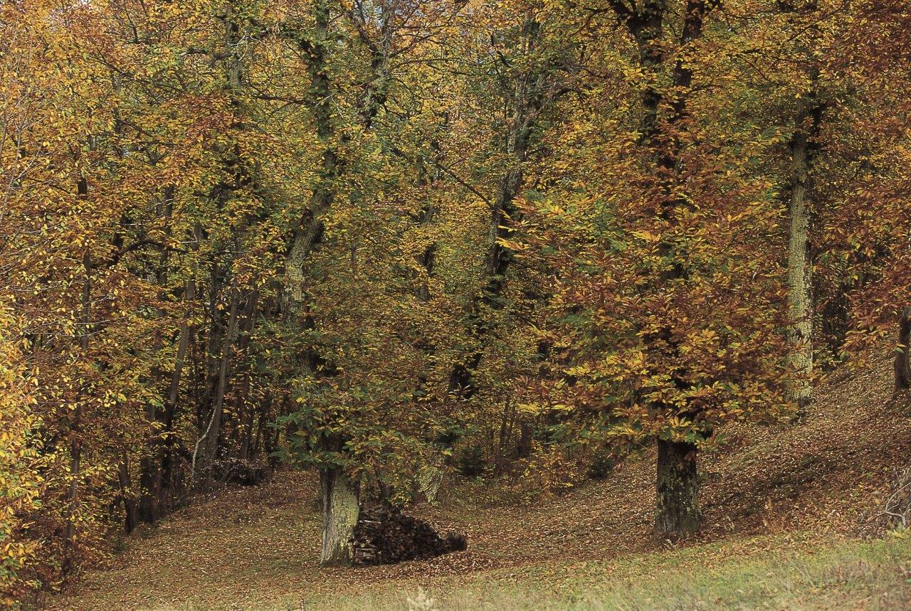 castagneto