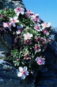 Potentilla rosea