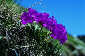 Primula di Val Daone