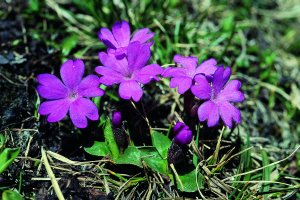 Primula integrifolia