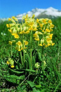 Primula odorosa