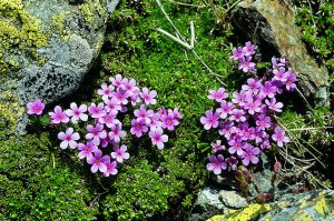 Androsace orobia