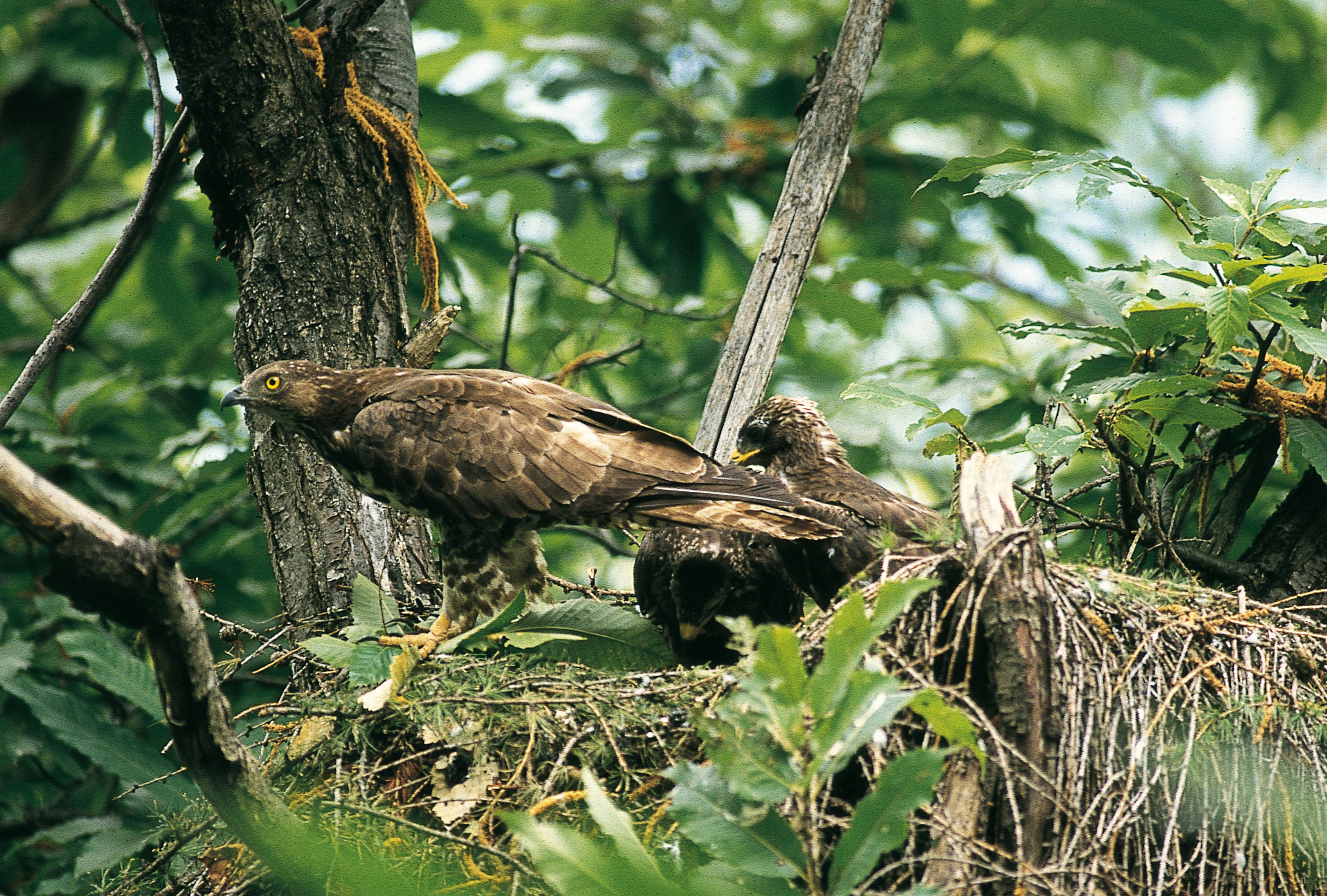 falco pecchiaiolo