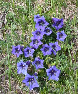 Genziana di Koch