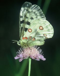 apollo
