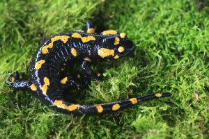 salamandra