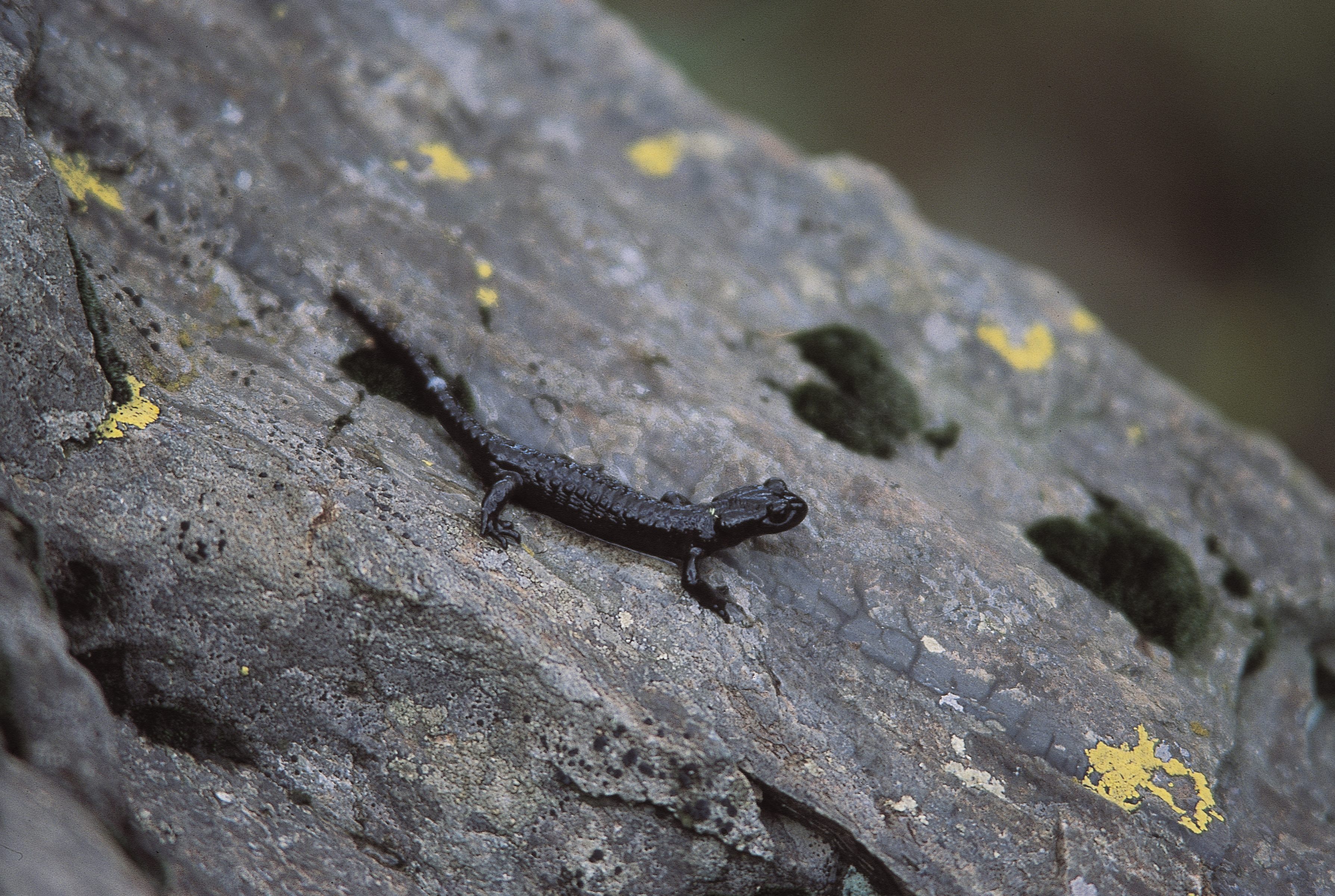 salamandra