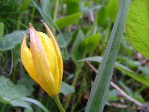 Tulipano di montagna