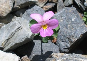 Viola comollia
