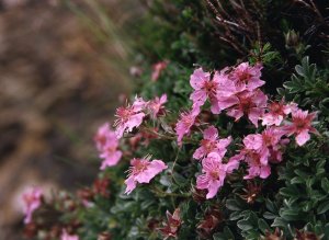 Potentilla rosea