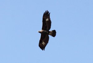 aquila