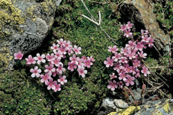Androsace orobia