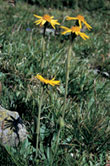 arnica