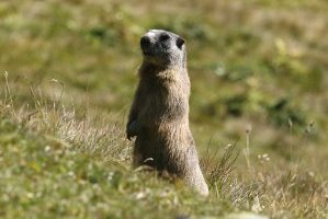 marmotta