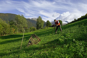prato da fieno