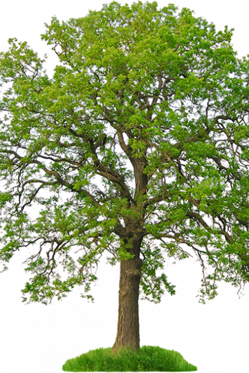albero