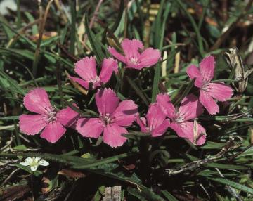 fiore
