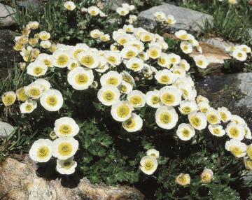 fiore