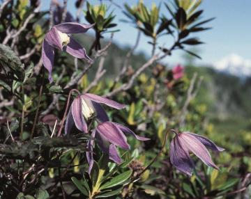 fiore