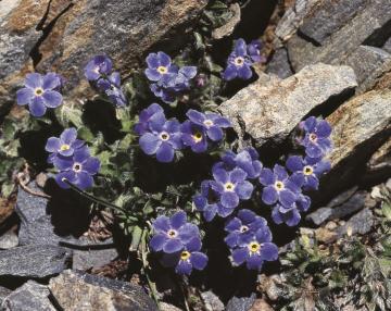 fiore