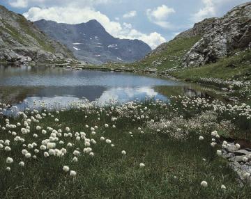 fiore