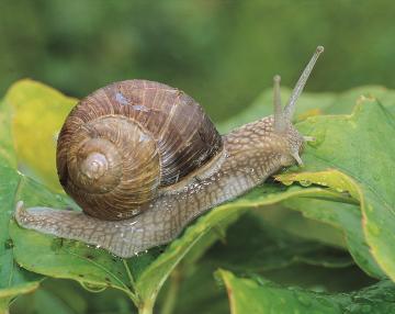 chiocciola