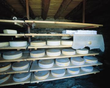 Cantina con forme di formaggio