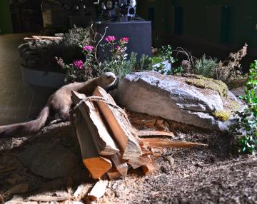 Ecomuseo della Valle Del Bitto di Albaredo