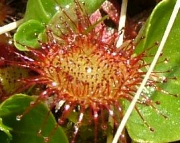 Giardino Botanico “Orobie”