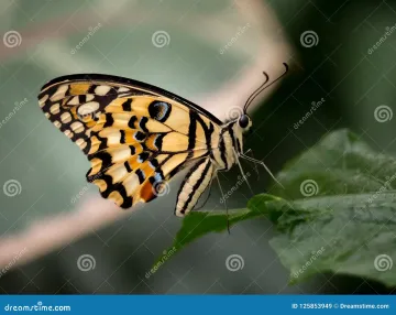 BioBlitz Lombardia 2025