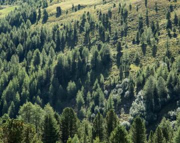 Il bosco